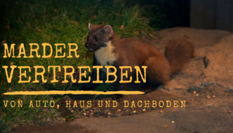 Marder vertreiben von Auto, Haus und Dachboden