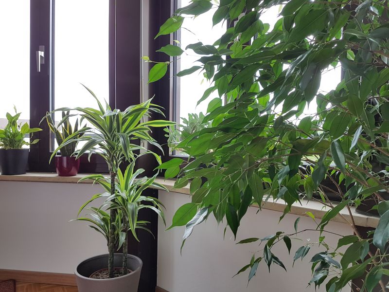 selbstbewässernd Wollaston Pflanzenbewässerungskugeln automatische Bewässerungsvorrichtung für Zimmerpflanzen glasartig Blumentopf